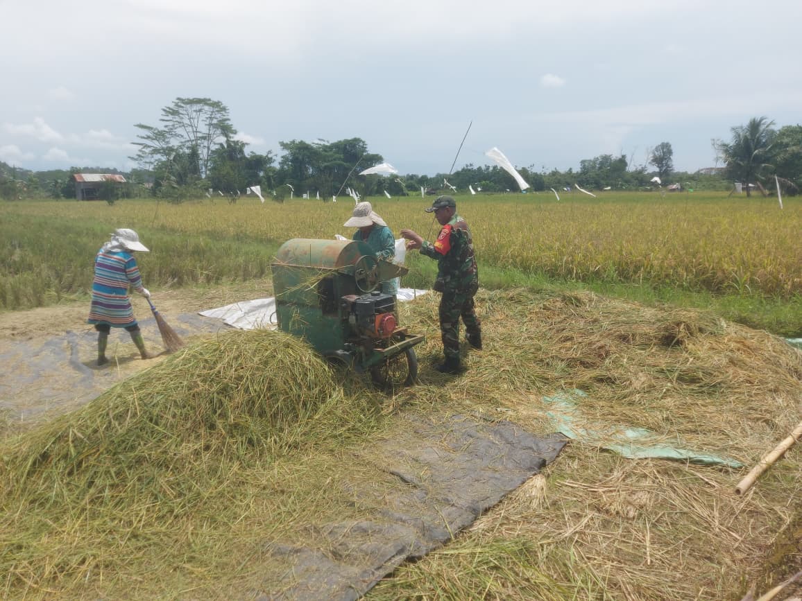 Babinsa Koramil 0901-04/Palaran Dampingi Panen Padi di Lahan ±11 Hektare
