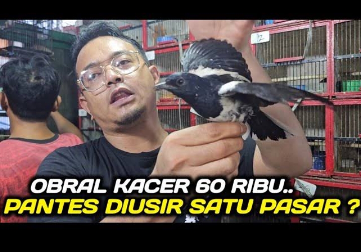 Mau Beli Burung Secara Online, Silahkan Buka Kios Burung Alhamdulillah
