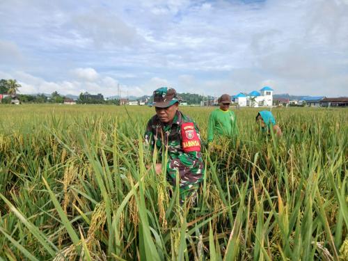 Babinsa Koramil 0901-03/Samarinda Seberang Dampingi Petani Panen Padi Di Wilayah Binaan