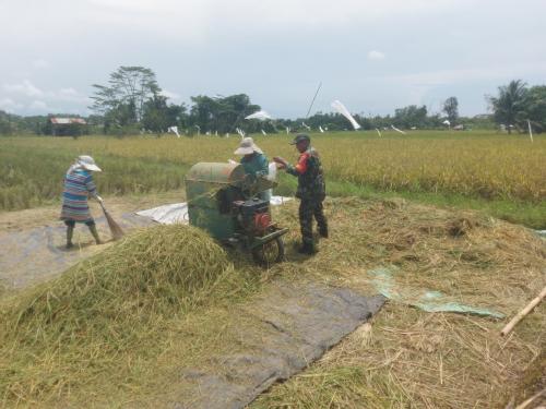 Babinsa Koramil 0901-04/Palaran Dampingi Panen Padi di Lahan ±11 Hektare